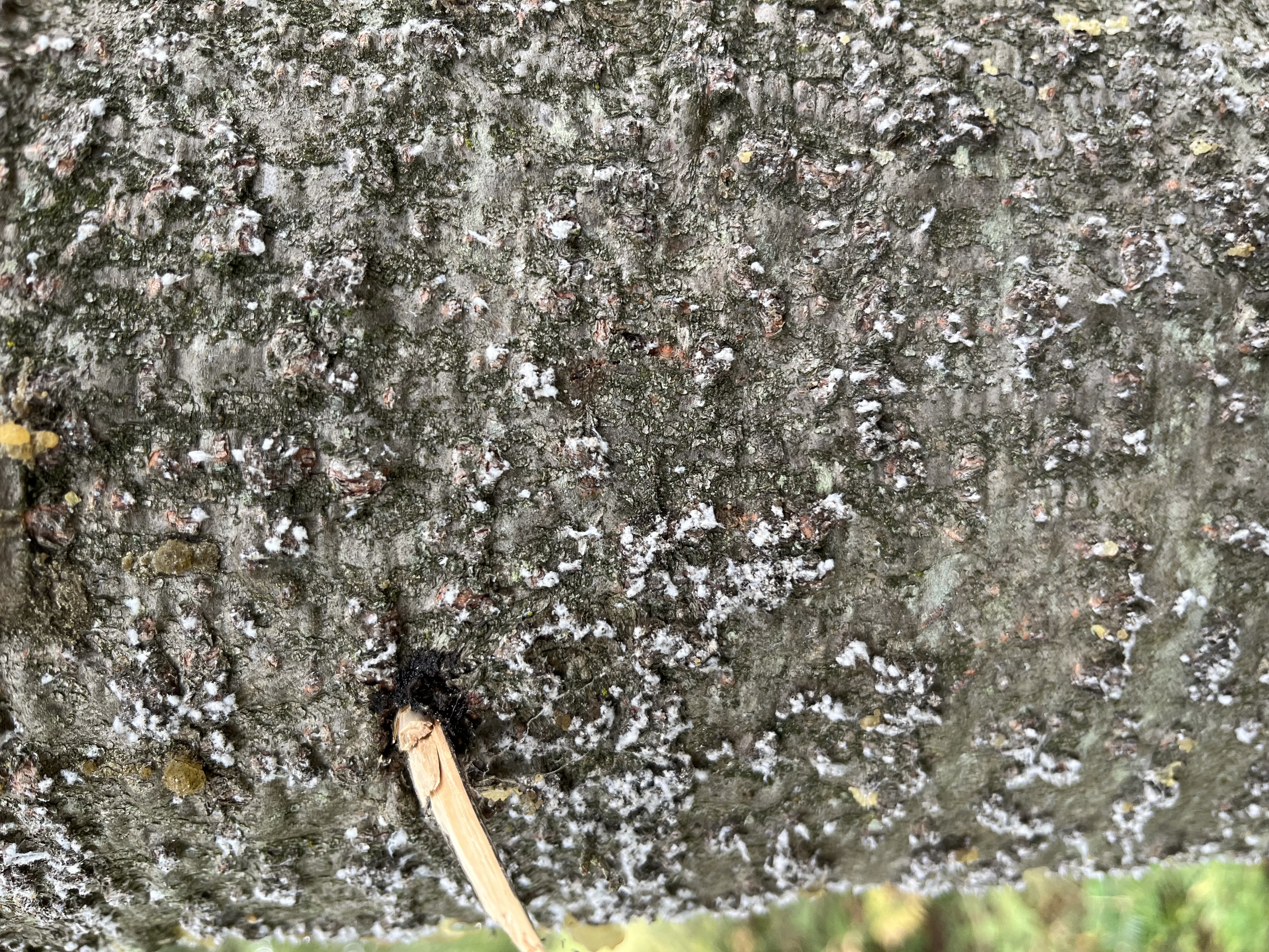 #2 MSU Overwintering BWA nymphs MI (1).jpg